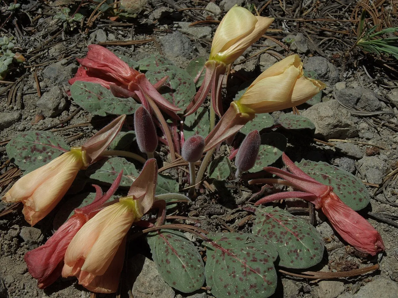Woodyfruit Evening Primrose — photo by Jim Morefield from Nevada, USA