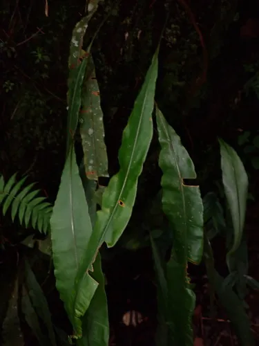 Oleander Fern — photo by Cricket Raspet