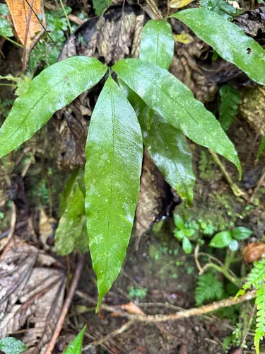 Woodland Islandfern — photo by Omar Monzon Carmona