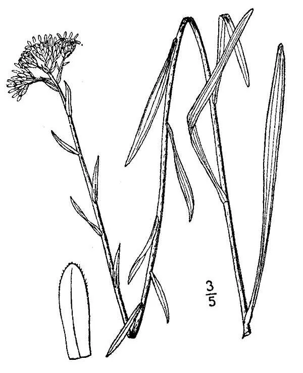 Houghton's Goldenrod