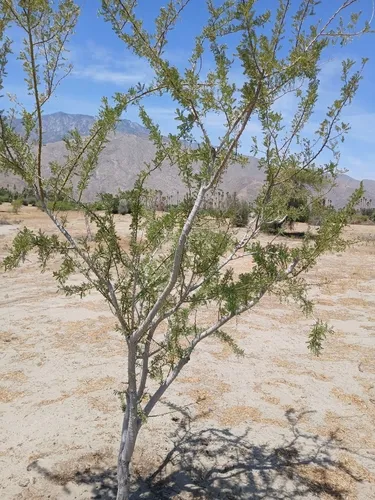 Desert Ironwood — photo by Jose