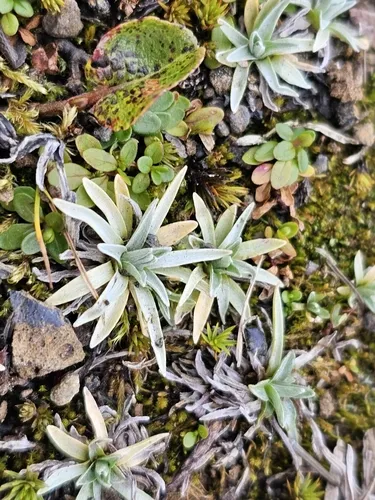 Alpine Arctic Cudweed