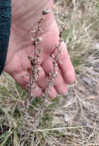 Woodland Arctic Cudweed — photo by Bartosz Czołczyński