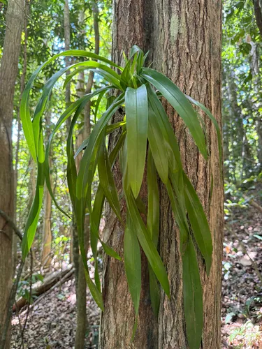 Wydler's Dancing-lady Orchid