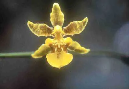 Florida Orchid — photo by Wikimedia Commons