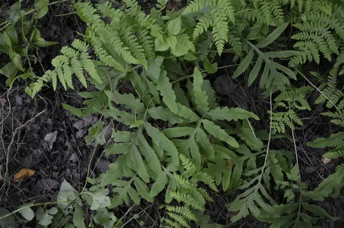 Sensitive Fern — photo by Julia V. Shner