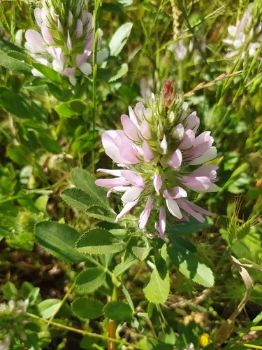 Foxtail Restharrow