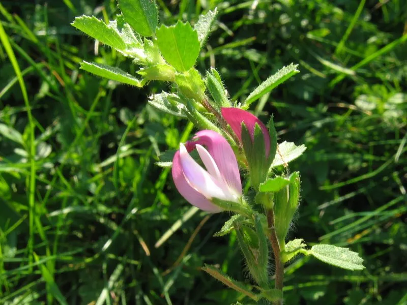 Common Restharrow — photo by Kristian Peters -- Fabelfroh 09:59, 8 February 2007 (UTC)
