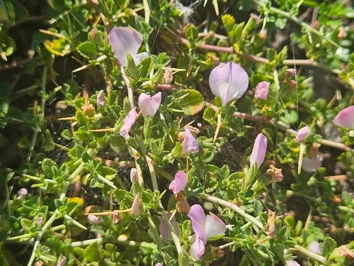 Spiny Restharrow