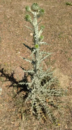 Illyrian Cottonthistle