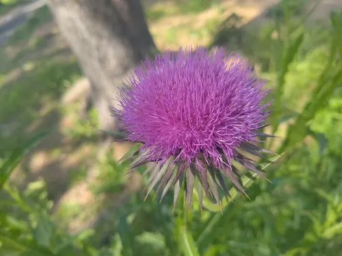 Bull Cottonthistle