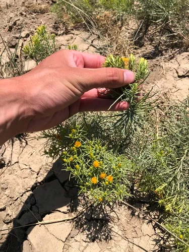 Engelmann's False Goldenweed