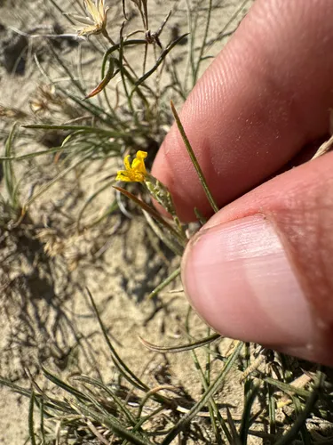 Branched False Goldenweed