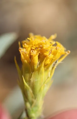 Ward's False Goldenweed