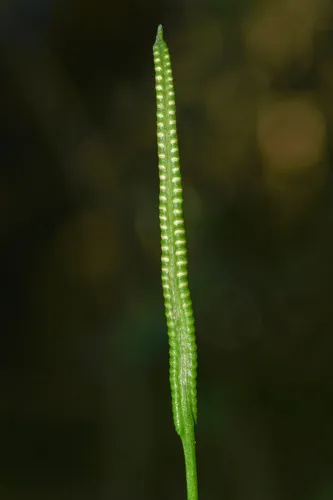 Netted Adderstongue