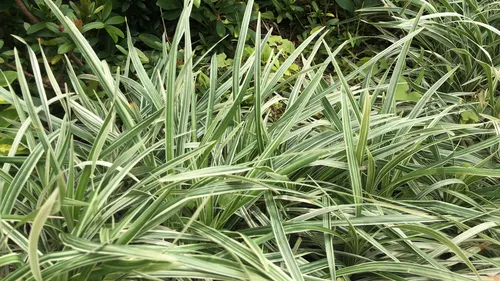 Lilyturf — photo by Ryan_Fu