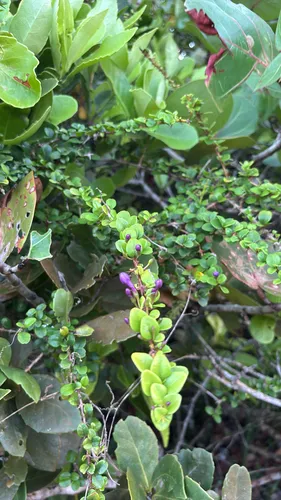 Pricklybush