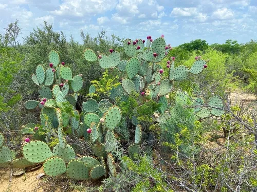 Chenille Pricklypear — photo by alyssaarguijo