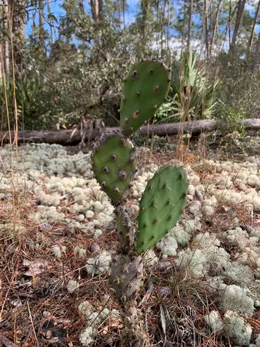 Devil's-tongue — photo by Brandon Corder