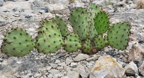 Border Pricklypear