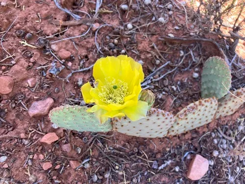 Golden Pricklypear — photo by andrewslade