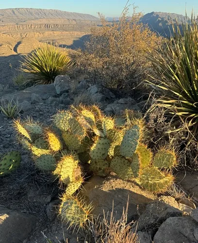 Rio Grande Pricklypear — photo by Tellur Fenner (Blue Wind School of Botanical Studies)