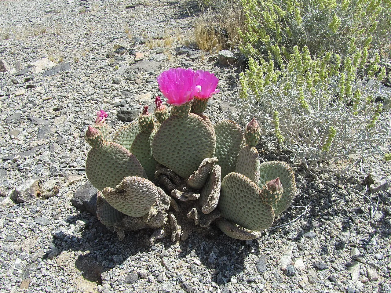 Beavertail Pricklypear (var. basilaris) — photo by SkinheadSportBiker1 from Desert Hot Springs, California, USA