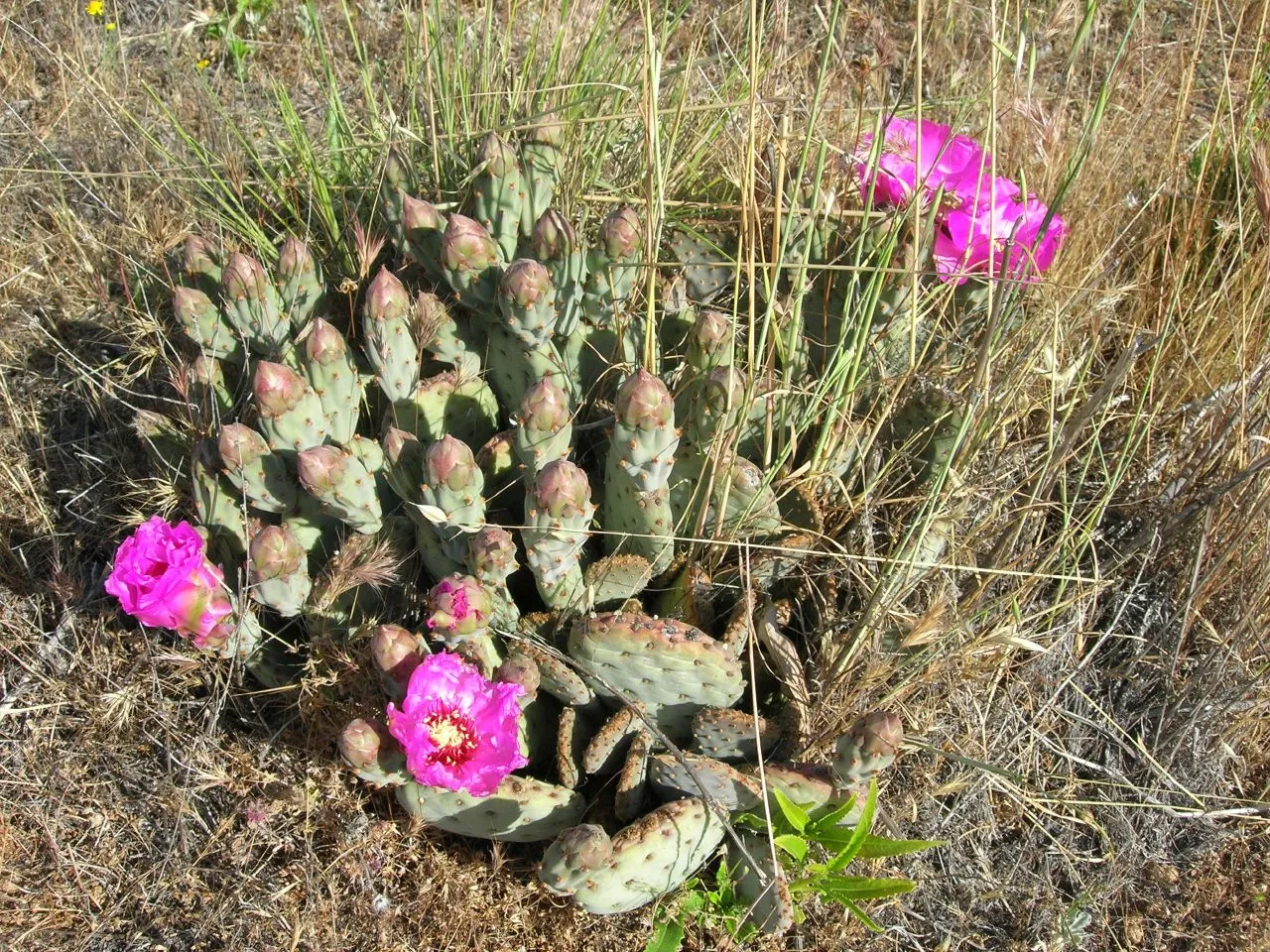 Beavertail Pricklypear (var. brachyclada) — photo by Joe Decruyenaere