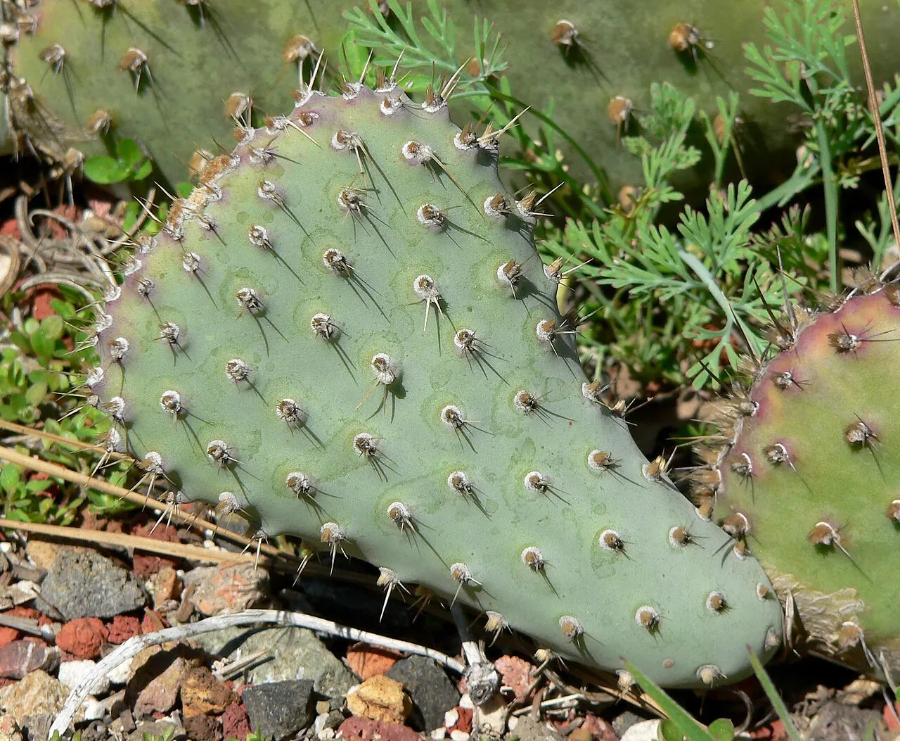Trelease's Beavertail Pricklypear (var. treleasei) — photo by Stan Shebs
