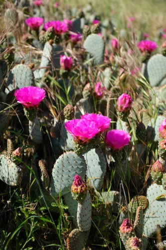 Beavertail Pricklypear