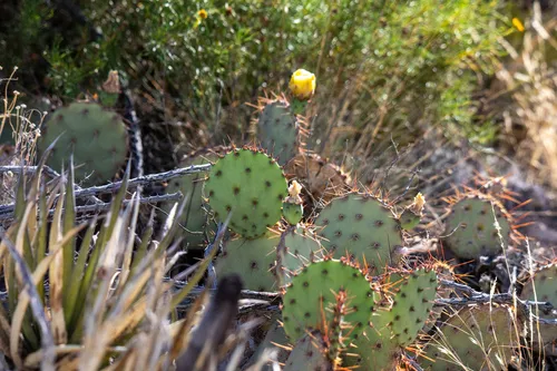 Tulip Pricklypear — photo by Kevin Floyd