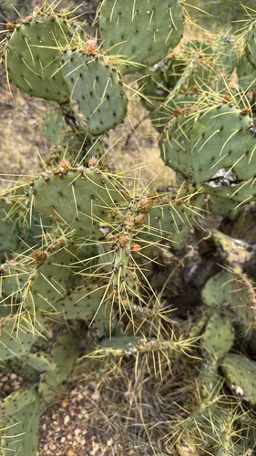 Chisos Mountain Pricklypear — photo by Ryan Shaw