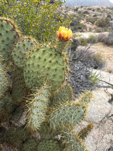 Dollarjoint Pricklypear — photo by jrebman