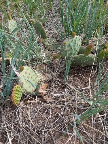 Grassland Pricklypear — photo by theslowloris