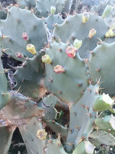 Erect Pricklypear — photo by Ariel