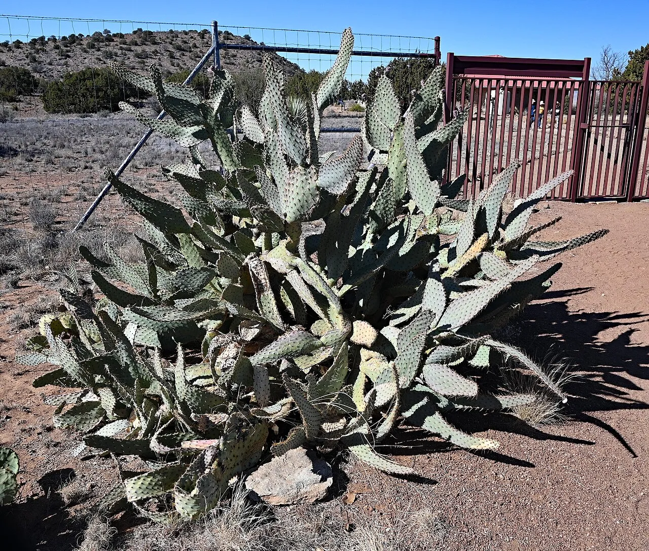 Cactus Apple (var. linguiformis) — photo by P. Hughes