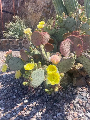 Violet Pricklypear — photo by jasnatriva