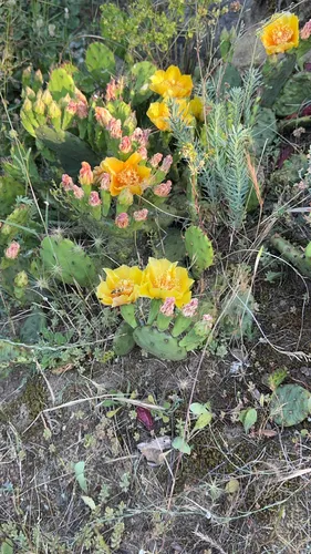 Devil's-tongue