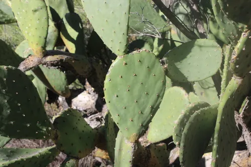 Tulip Pricklypear — photo by jack