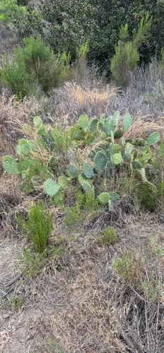Coastal Pricklypear — photo by namethan