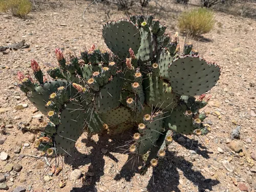 Purple Pricklypear (var. macrocentra) — photo by jjfeiler