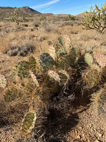 Seashore Cactus — photo by CK2AZ