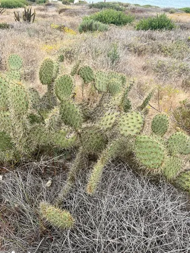 Chaparral Pricklypear — photo by Nathan May