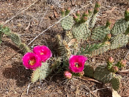 Pinkava's Pricklypear — photo by yoandieb