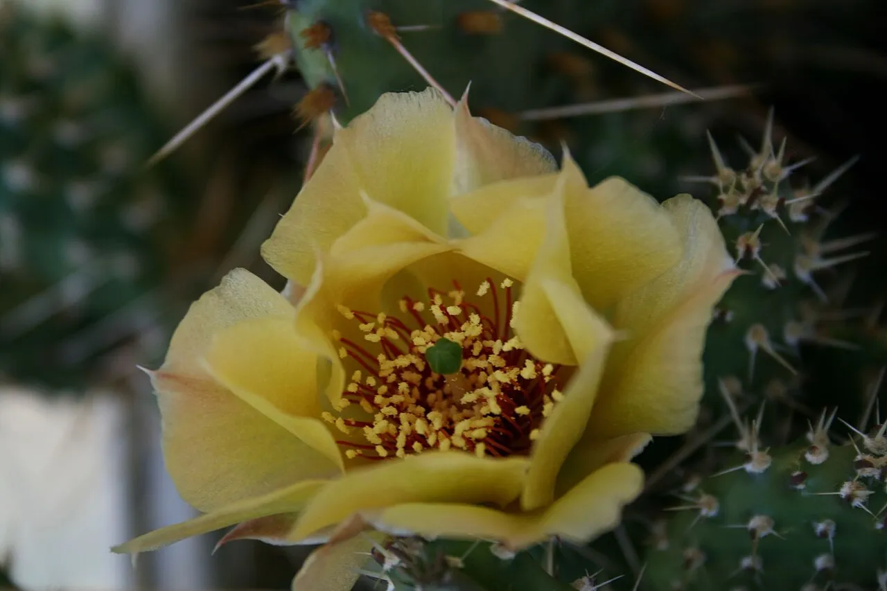 El Paso Pricklypear (var. arenaria) — photo by user:sadambio