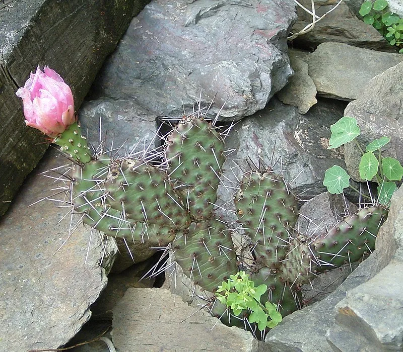 Grizzlybear Pricklypear (var. hystricina) — photo by Frank Vincentz