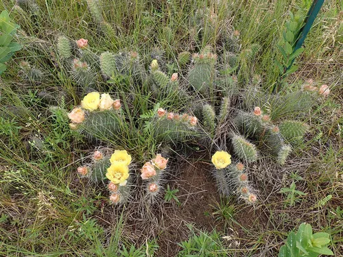 Plains Pricklypear — photo by Katy Chayka