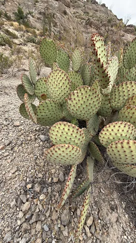 Blind Pricklypear