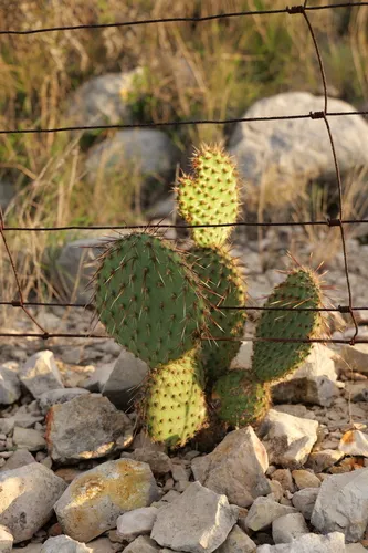 Marblefruit Pricklypear — photo by Curren Frasch