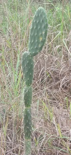 Woollyjoint Pricklypear — photo by Heather Knowles